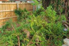 Overgrown conifer hedges before cutting with garden waste on the ground